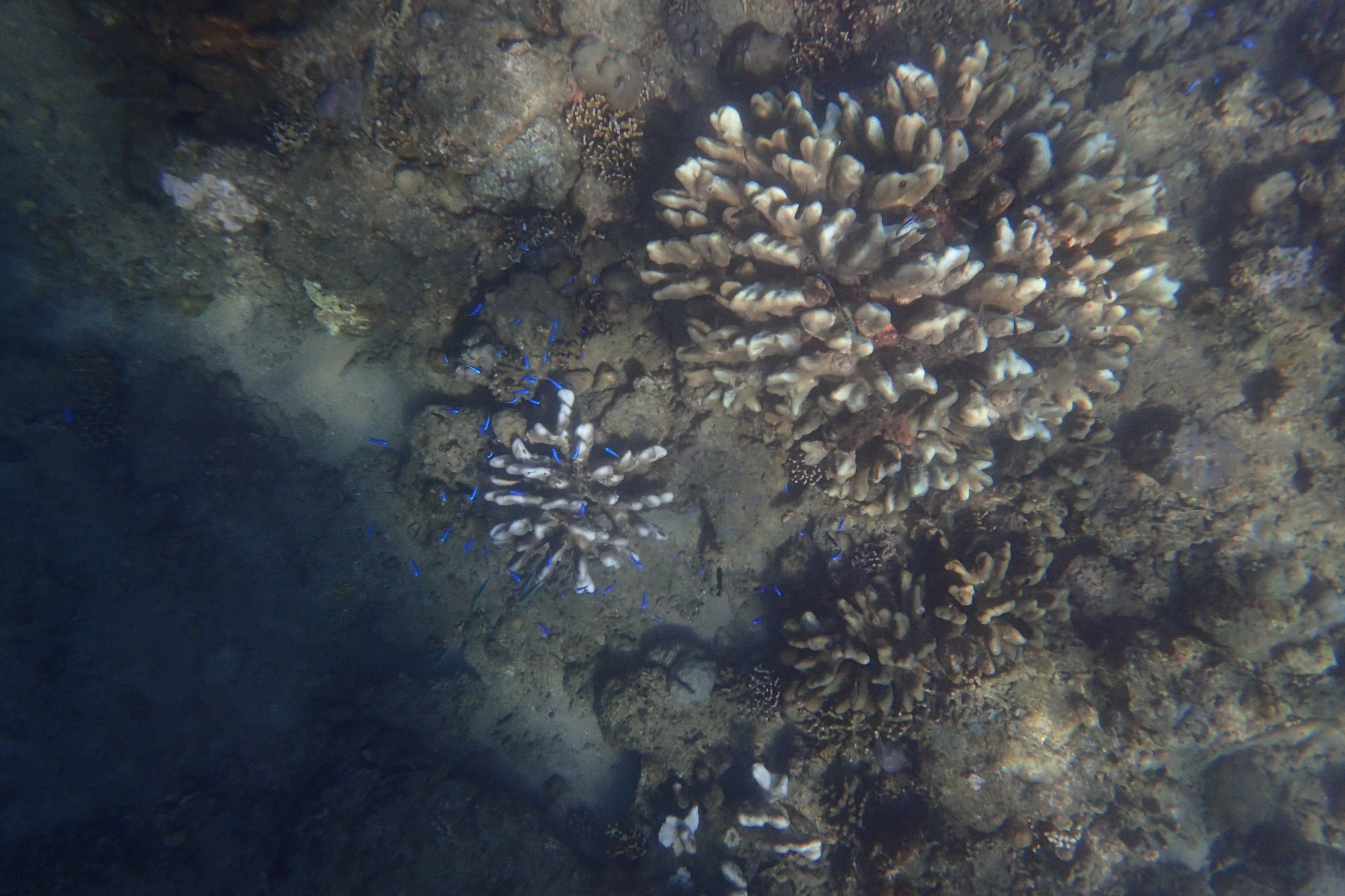 Lovina Beach - Snorkeling 2