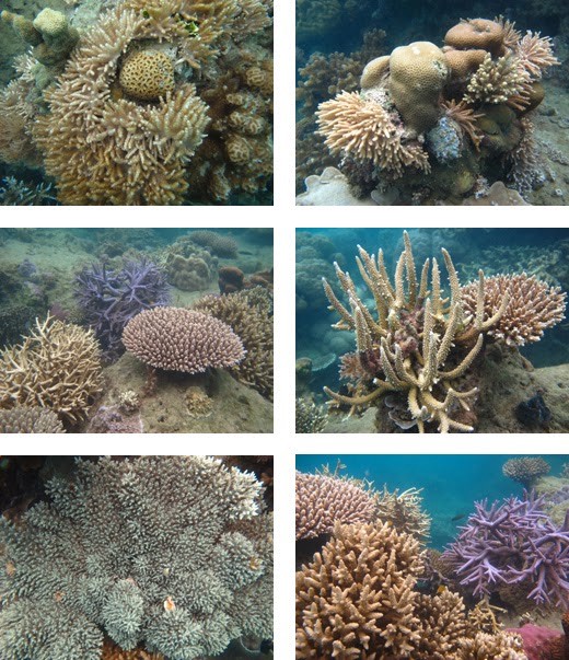 coral-reefs