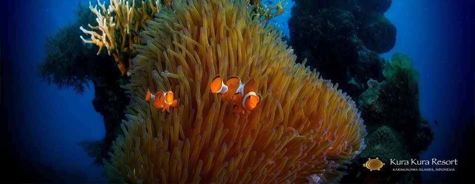 underworld of karimunjawa